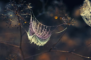 selective focus photography of spiderweb attached on tree branch HD wallpaper